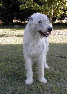 Photos of Clancy 