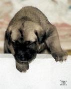 One of Treasure's puppys 02-2006