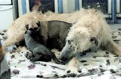 Treasure with her two pups 1-8 March 2006