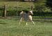 Lacy 06-2008