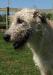 Lacy 05-17-09