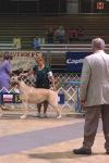 Sonoma and Trudy - open class 06-13-09